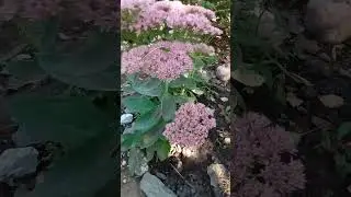 Осенняя красавица