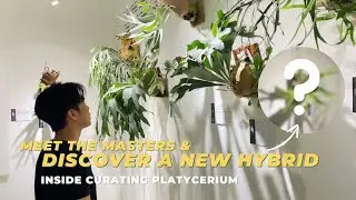 Inside Curating Platycerium Event | Harmonious Geometric