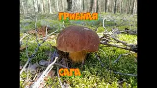 Грибная Сага