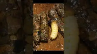 Личинка ручейника для рыбалки: где найти, как добыть и как хранить, как на неё рыбачить.