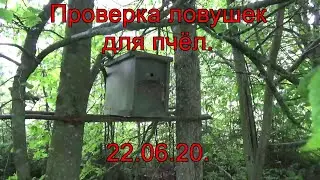 Проверка ловушек для пчёл. 22.06.20.