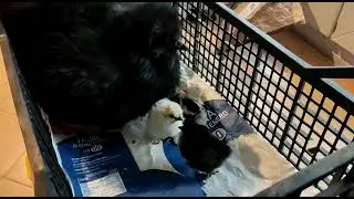 Mom and chicks