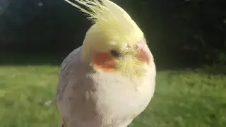 Cockatiel free flight                                            #cockatiel #birds #cockatiel #cute