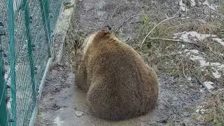 Старые видео о медведе Мансуре 41