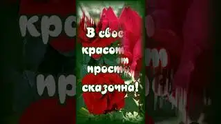 Роза—она, как женщина#shorts