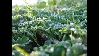 Заморозки, неужели нашему саду пришел конец