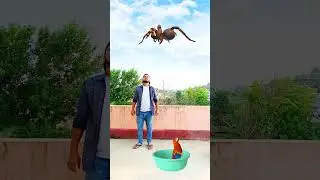 Funny vfx catching birds & hitting insects | viral magic video