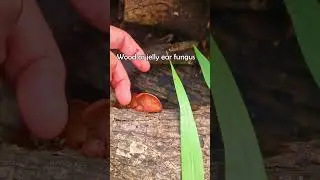 Fungi hunting in the Philippines / #countryside /  #fungi #nature / #philippines