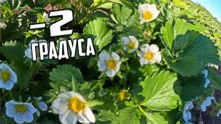 Клубника после ледяного апокалипсиса