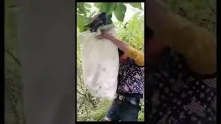 Cekap betul dia terkup sarang tebuan.. 😂🤣 #short