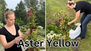 Throwing Away My Echinaceas Because Of Aster Yellow Disease! | Simply Bloom