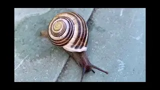 ⭐️Comment fabriquer une escargotière? #escargot
