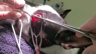 Cherry eye repair using pocket technique Rt eye