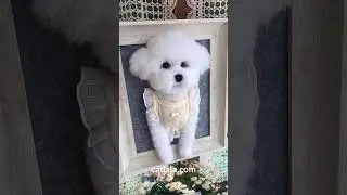 Barking Memories: Woolen Keepsakes to Honor Our Beloved Dogs