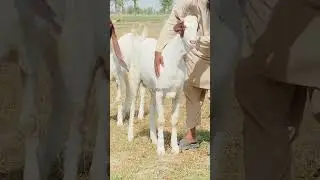 Gulabi Bakray 2 dant Jodi 