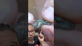 Olha o que aconteceu com os olhos dessa serpente 😱 #bioaldemir