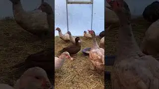 Брачные игры Уток на носу  🤤