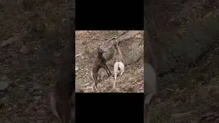 Bighorn kids perfecting their skills! #wildlife #nature #bighorn #wildlifephotography