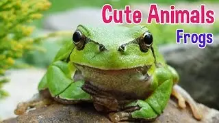 FROGS - Animals For Kids - Frog photos with classical music for children by Oxbridge Baby