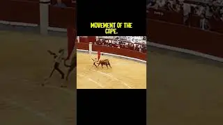 Why Does Bull Get Angry At The Color Red #bullfight