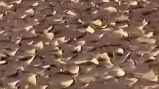Sahara