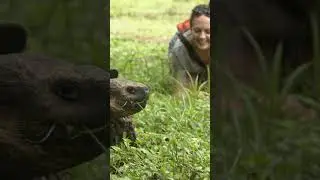 Exodus Does Wildlife Encounters #shorts