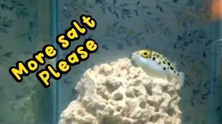 Acclimating Fresh water Puffer Fish to Salt Water