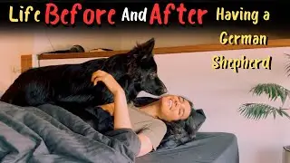 Life Before And After Having A German Shepherd