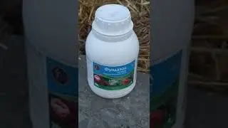 грибы вешенка с нуля