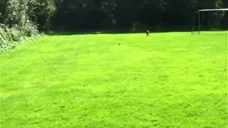 Juul besluipt vogel