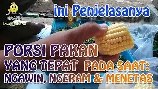 LOVEBIRD FEED PORTIONS FOR PRODUCTION & CULTIVATION AT THE TIME: NGAWIN, MENGERAM AND MENETAS