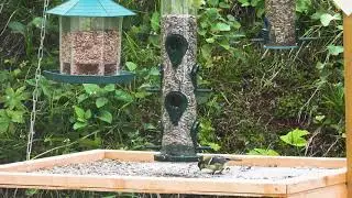 Bird Feeding With Nature Sound Relaxing