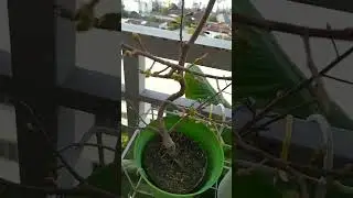 xem nụ mai ngày 22 âm lịch