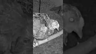 The new chicken coop security camera works great😂! #homesteadlife #chicken