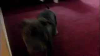 DBK Bully Camp's Cali Shines First Trip Away From Home - Pitbull Puppy
