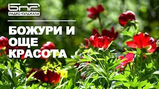 Дивите божури край язовир Студен Кладенец цъфнаха