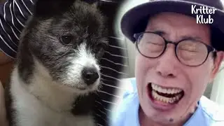 Dog Meets New Family But When He Hears His Life Companion's Voice (Part 2) | Kritter Klub