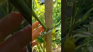 Jangan bosan melihatku menanam #minivlog #gardening #minivlog #minigarden #nature #slowliving #asmr
