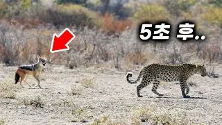 동물이 다른 동물을 구하는 놀라운 순간