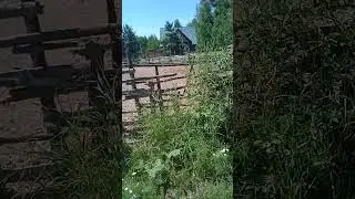 Продаю стадо свиней с большой скидкой! Венгерская мангалица и кармалы VID 20240707 125534