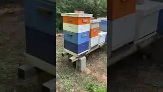The pollinators are pollinating