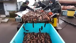 Sea Cucumbers Farm  How Fishermen Earn Millions of Dollars by Catching and Processing Sea Cucumbers
