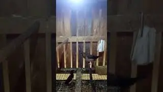 merdu
