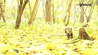 Своими глазами. Белки в Томске