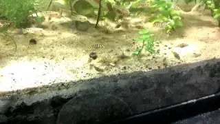 Baby bumblebees cichlids eating Omega-one