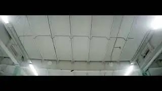 Тигр