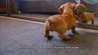 köpek Ayna görmüş
