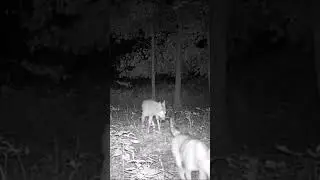 Coyotes Scent Marking a trail #nature #coyote