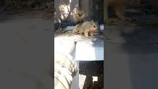 For squirrel lovers
