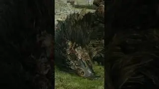 Why This Happened To Airazor